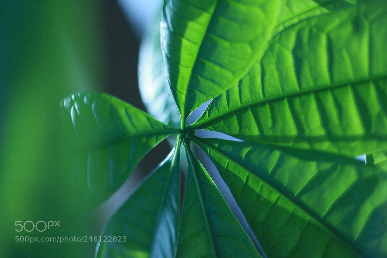 Canon EOS 60D sample photo. Palm leaf photography
