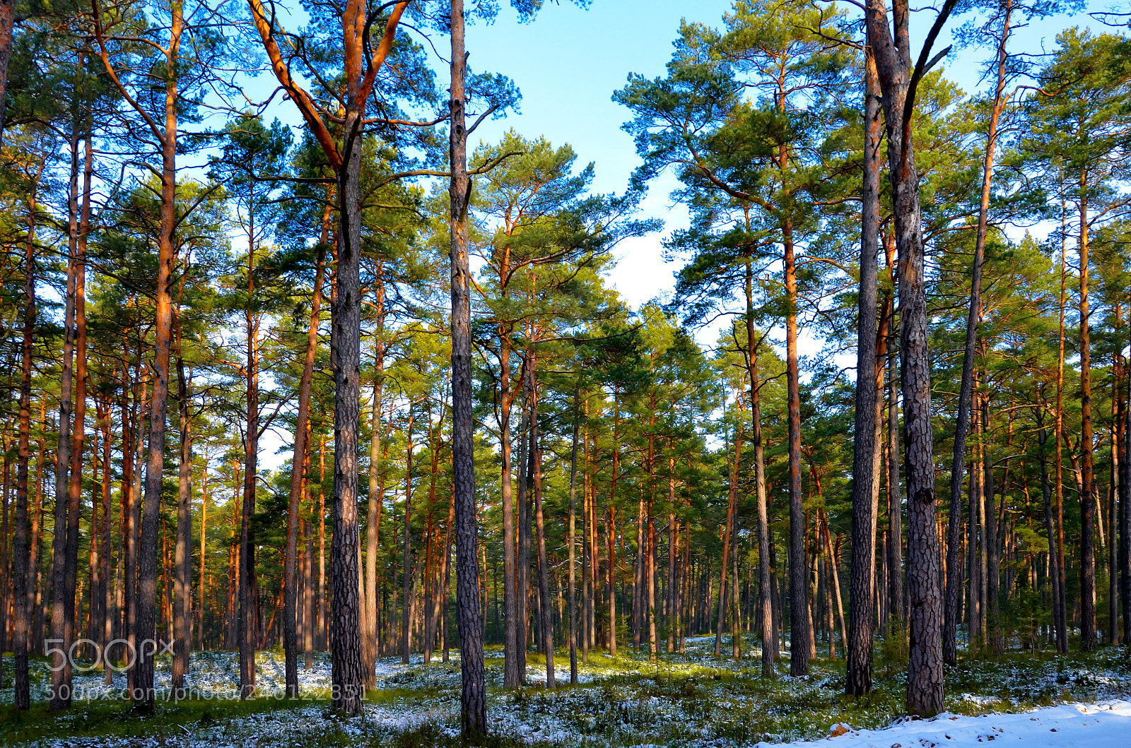 Nikon D5100 sample photo. Pine trees photography