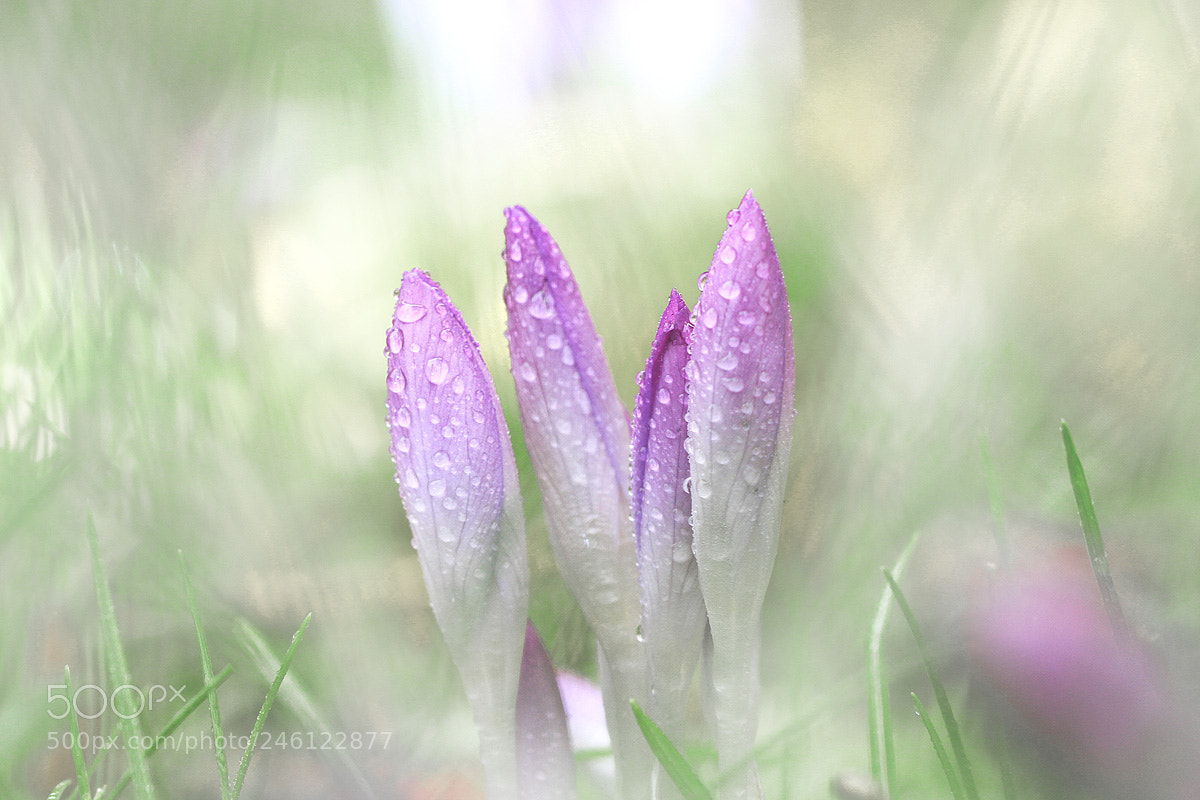 Canon EOS 7D sample photo. Crocus photography