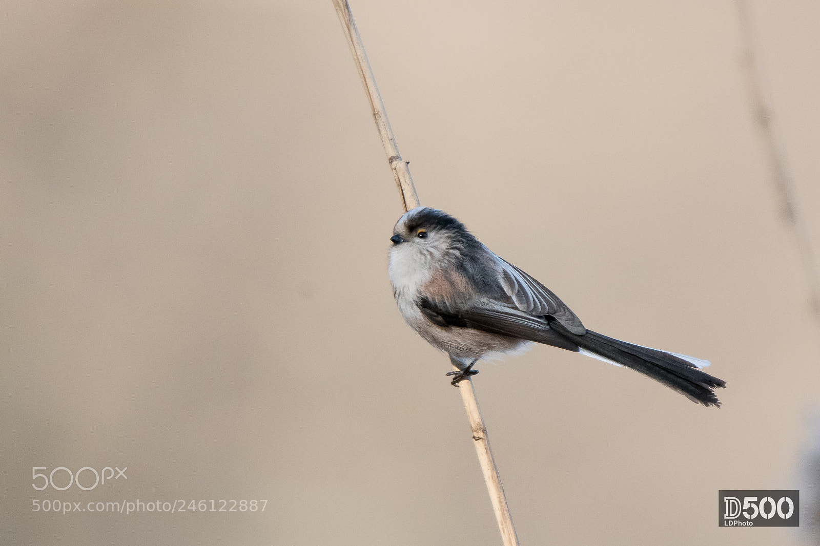 Nikon D500 sample photo. Long-tailed tit photography