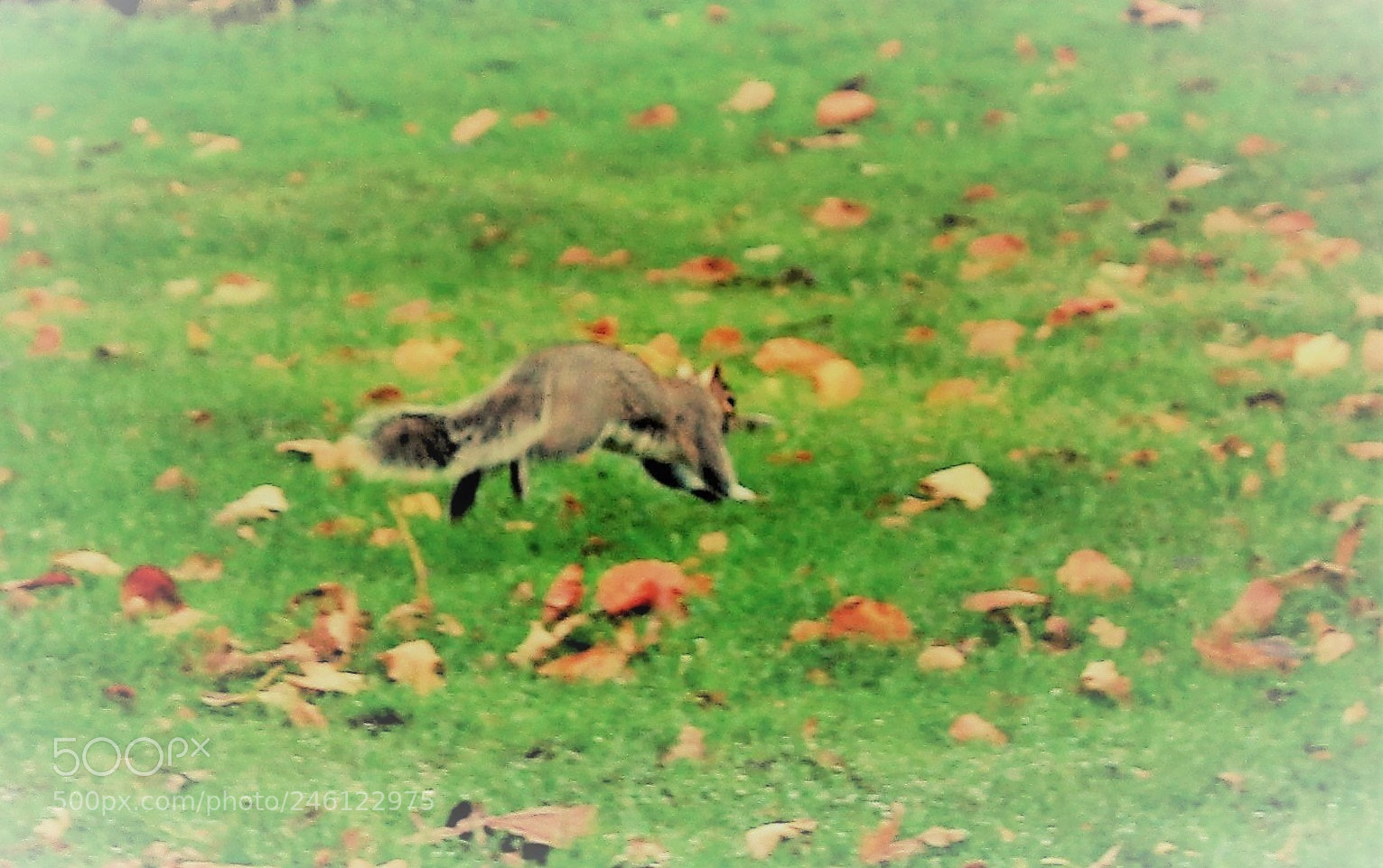 Canon EOS 700D (EOS Rebel T5i / EOS Kiss X7i) sample photo. Running squirrel photography