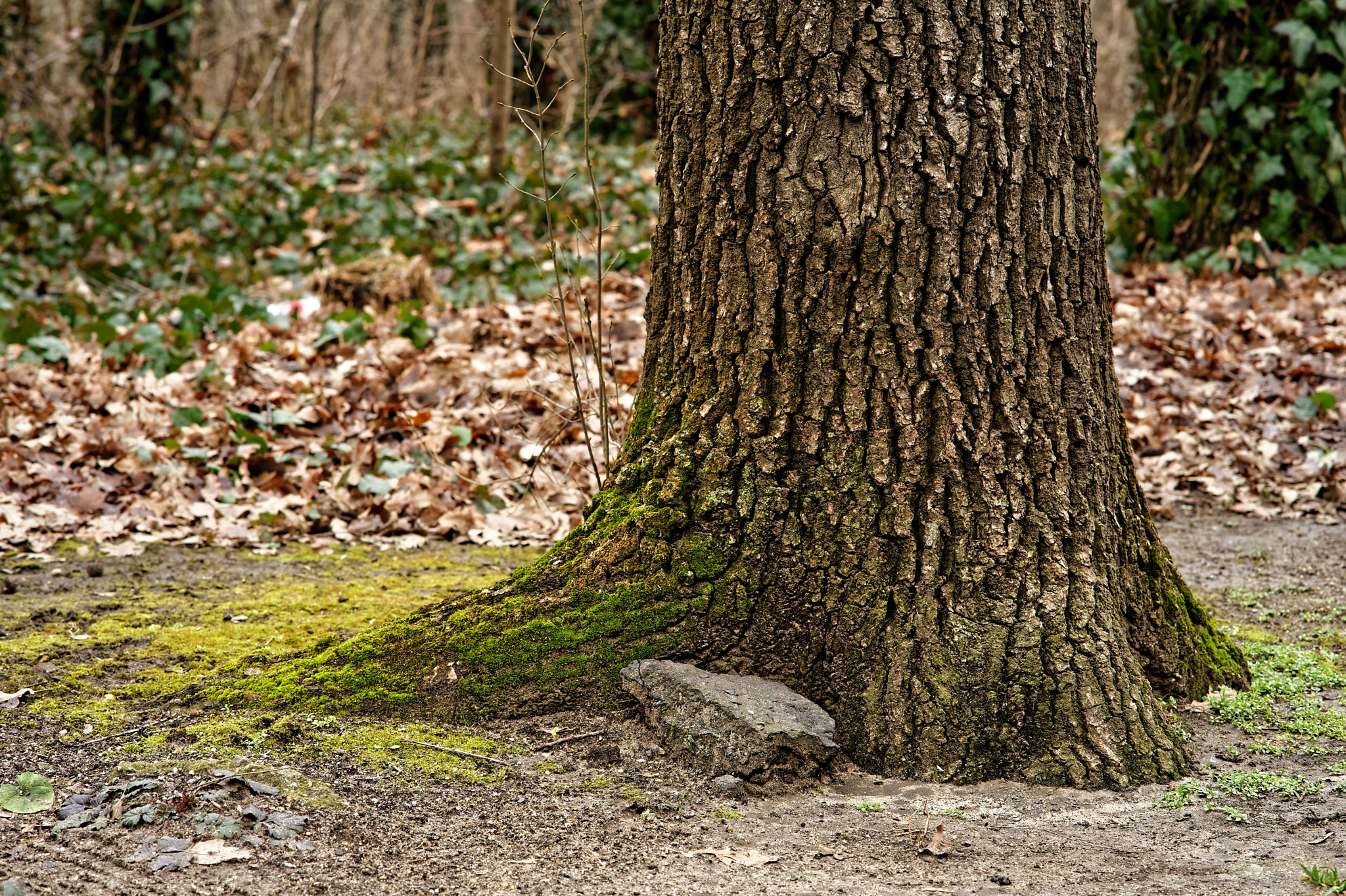 ZEISS Batis 85mm F1.8 sample photo. North side photography