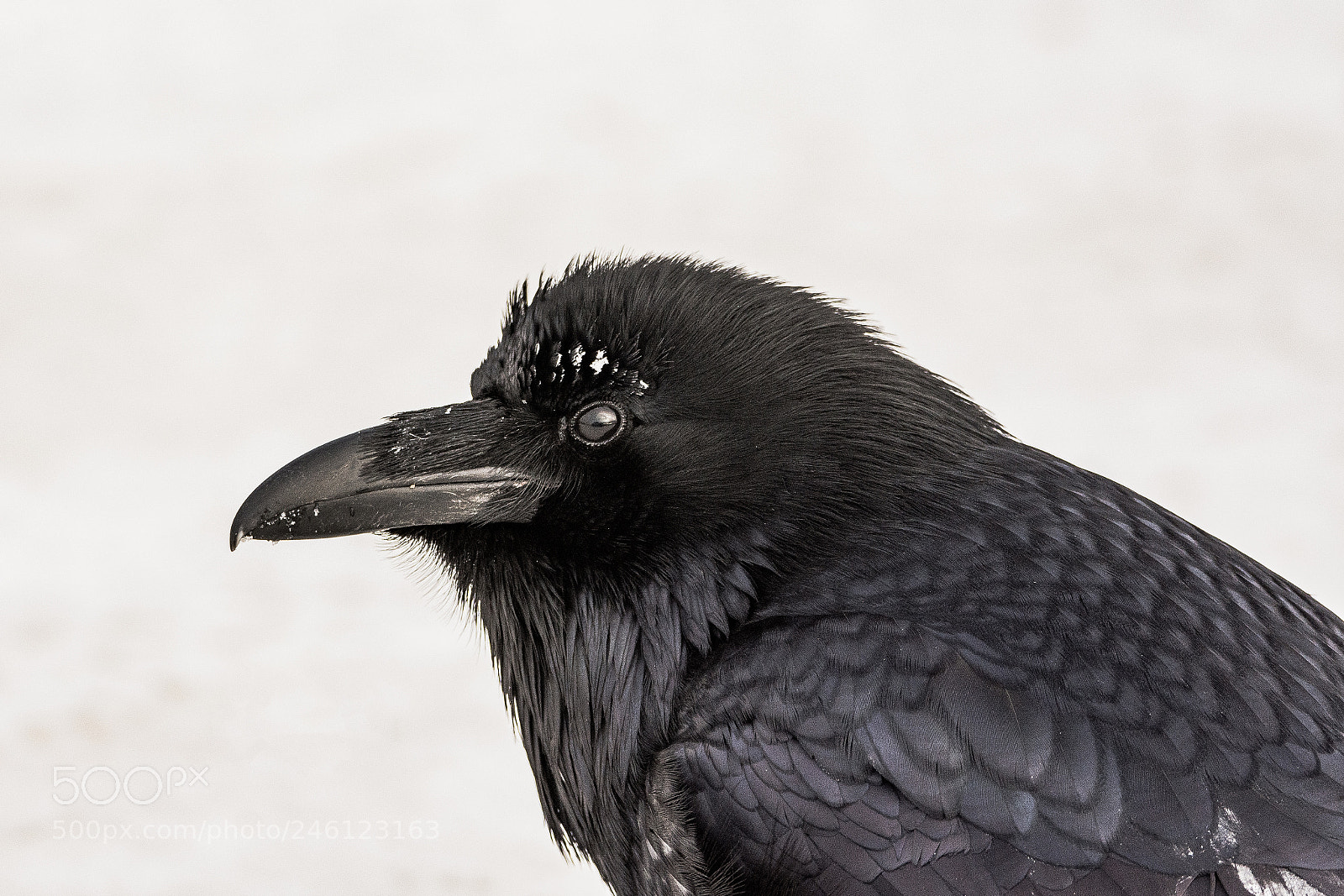 Nikon D7200 sample photo. Raven photography