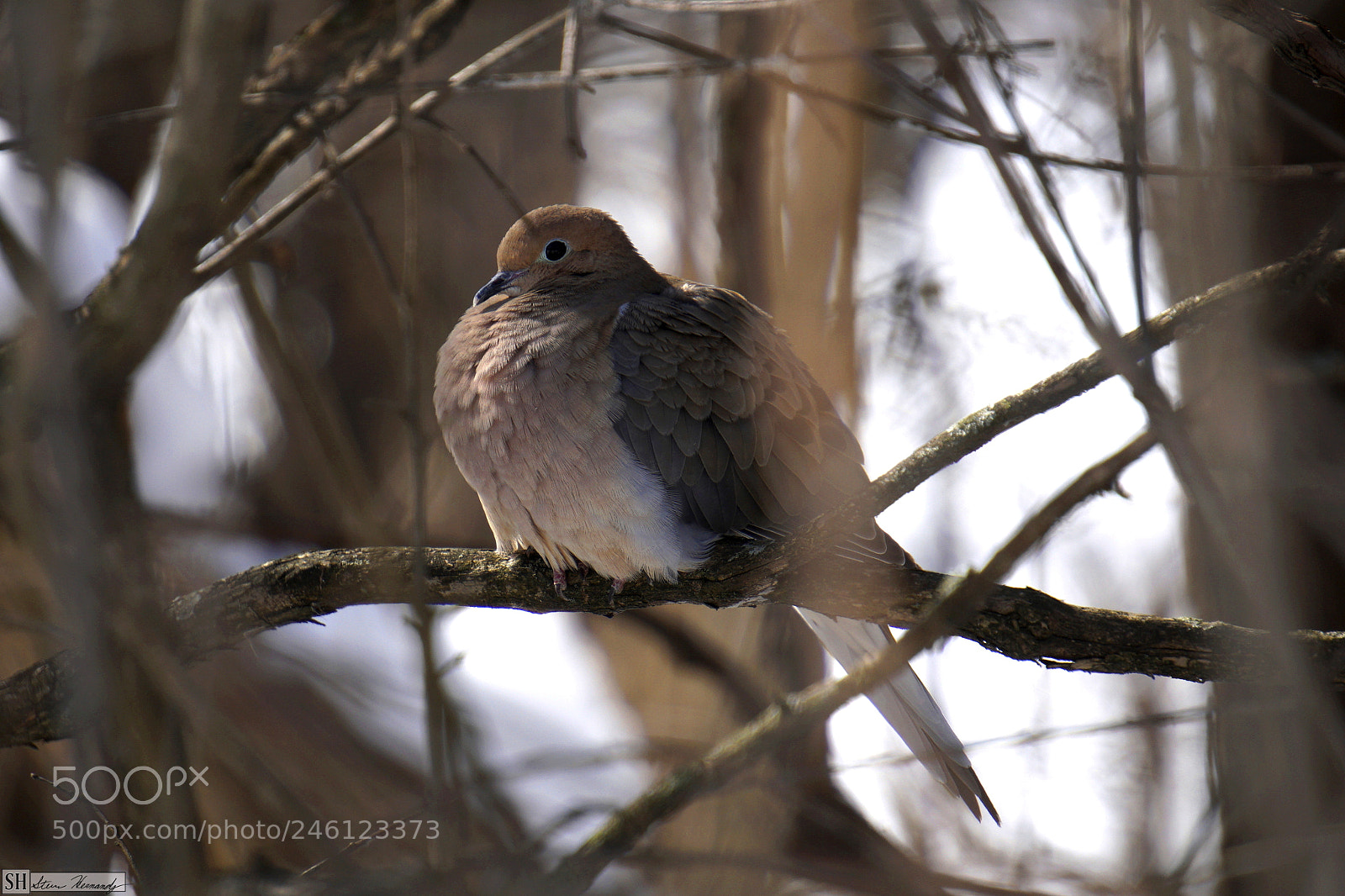 Sony E 55-210mm F4.5-6.3 OSS sample photo. () photography