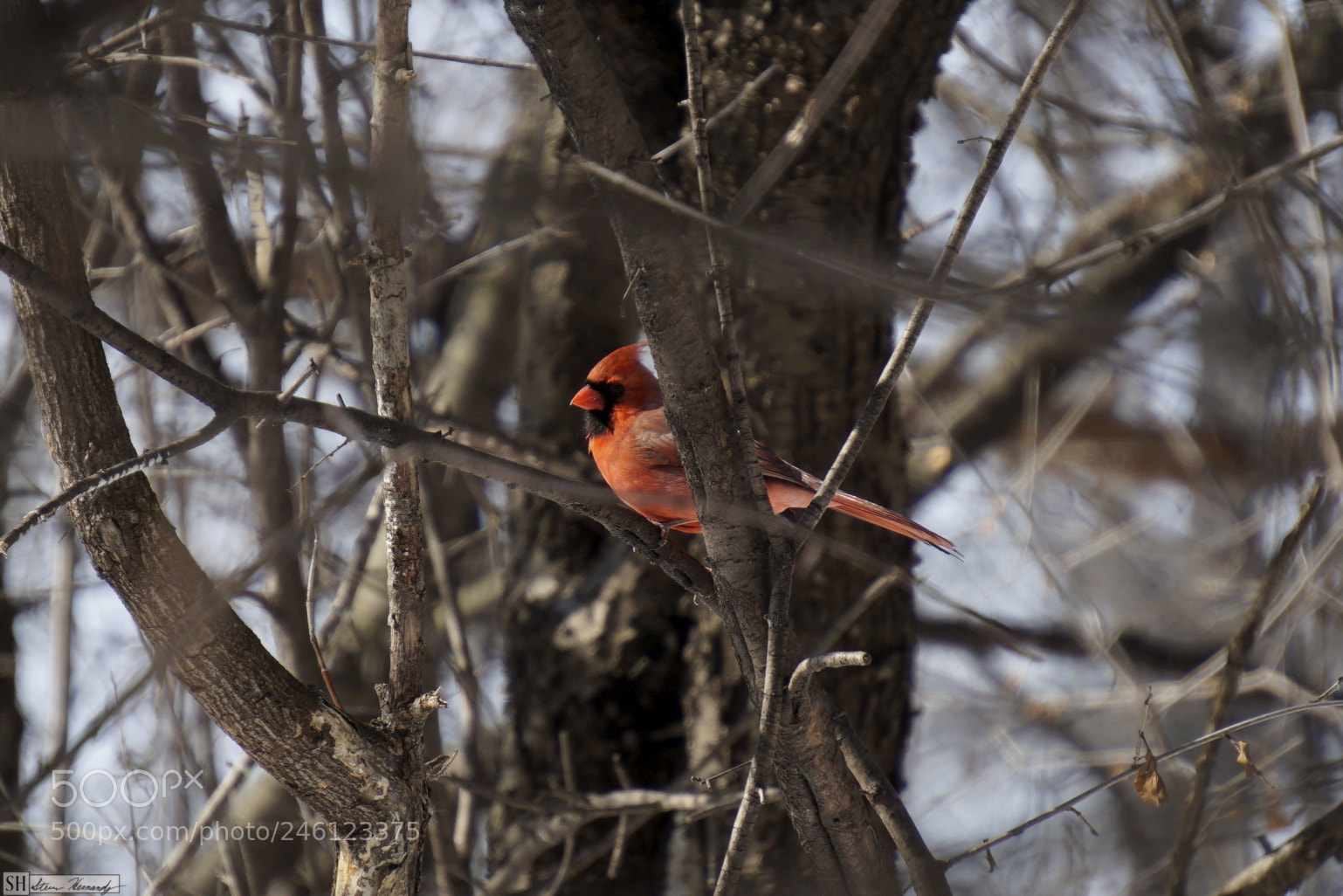 Sony E 55-210mm F4.5-6.3 OSS sample photo. () photography