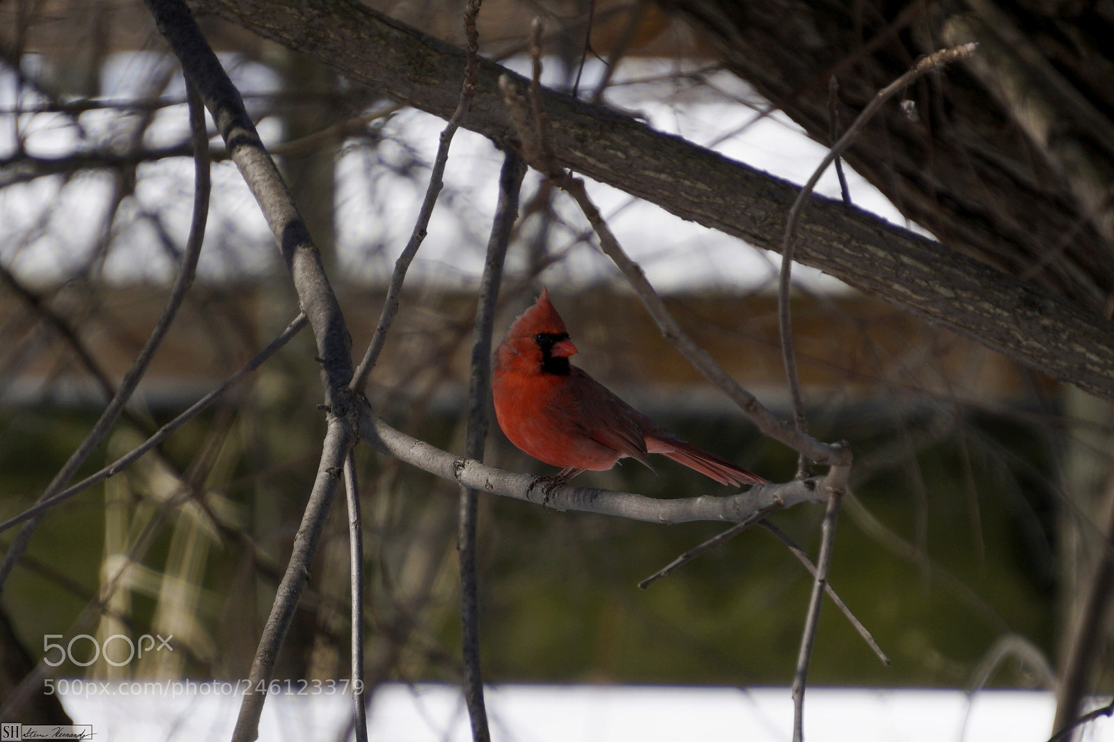 Sony E 55-210mm F4.5-6.3 OSS sample photo. () photography