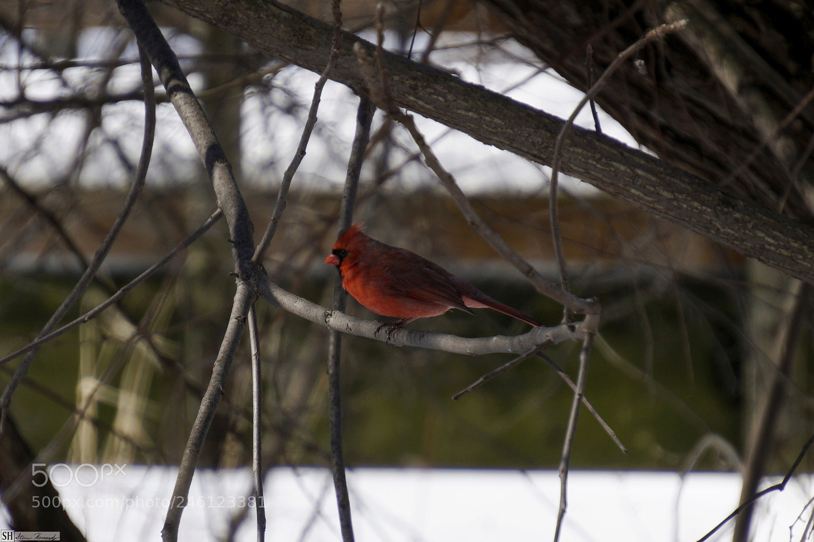 Sony E 55-210mm F4.5-6.3 OSS sample photo. () photography