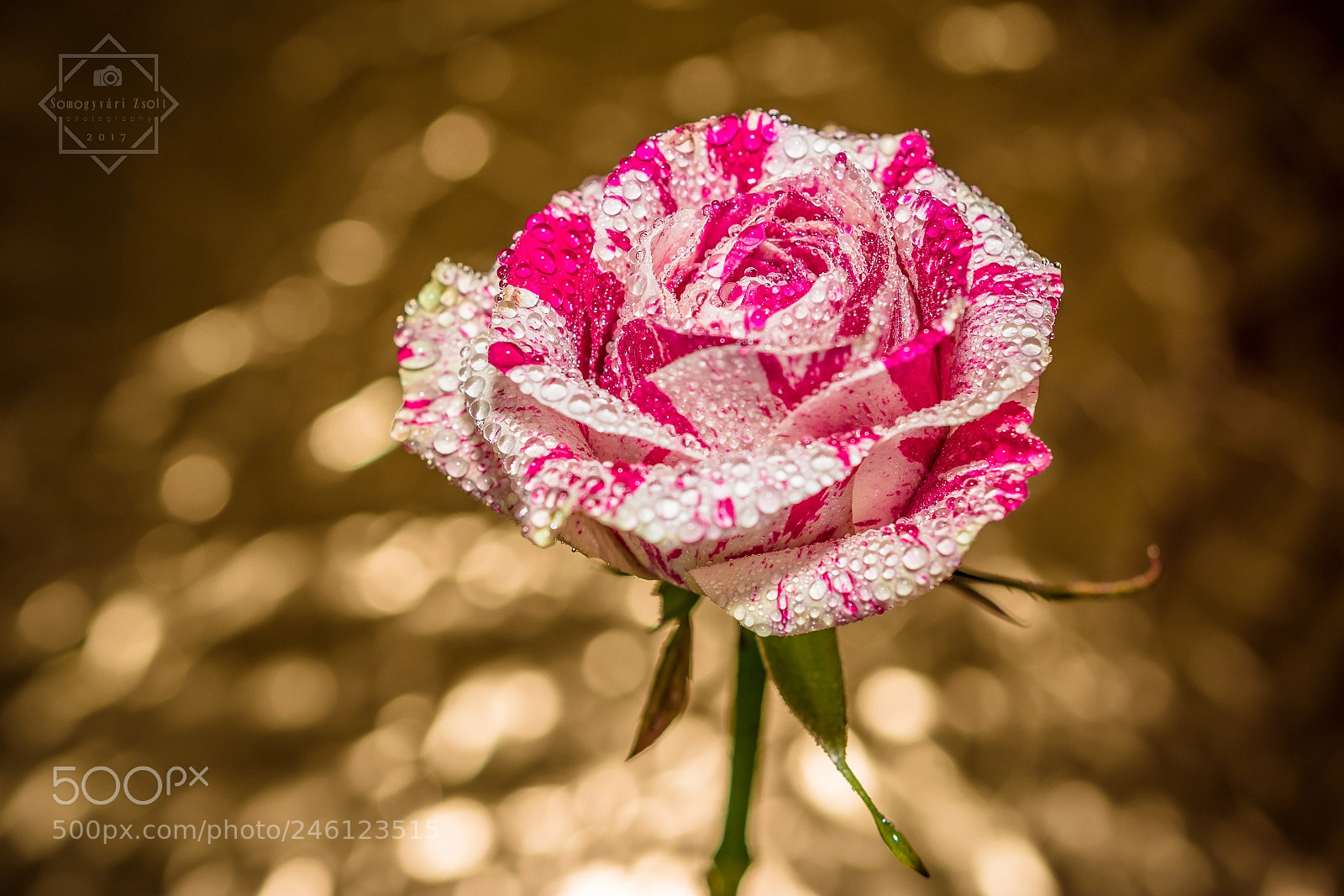 Nikon D7100 sample photo. Bohem rose. photography