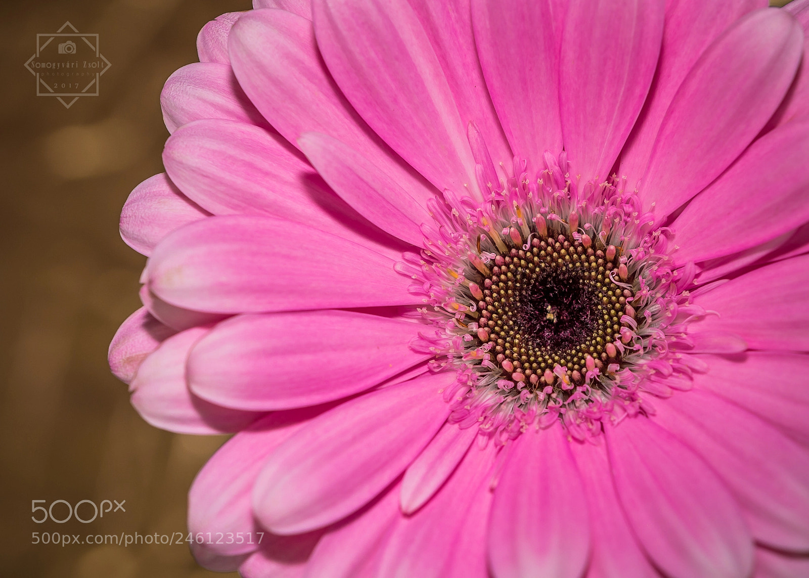 Nikon D7100 sample photo. Gerbera. photography