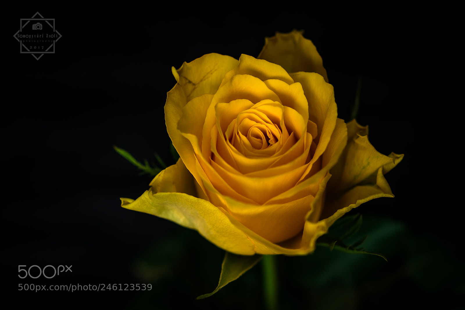 Nikon D7100 sample photo. Yellow rose. photography