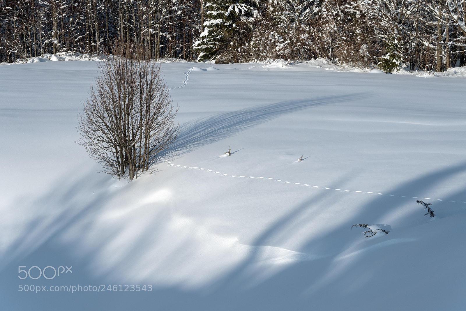 Nikon D810 sample photo. Sjene - ravna gora photography