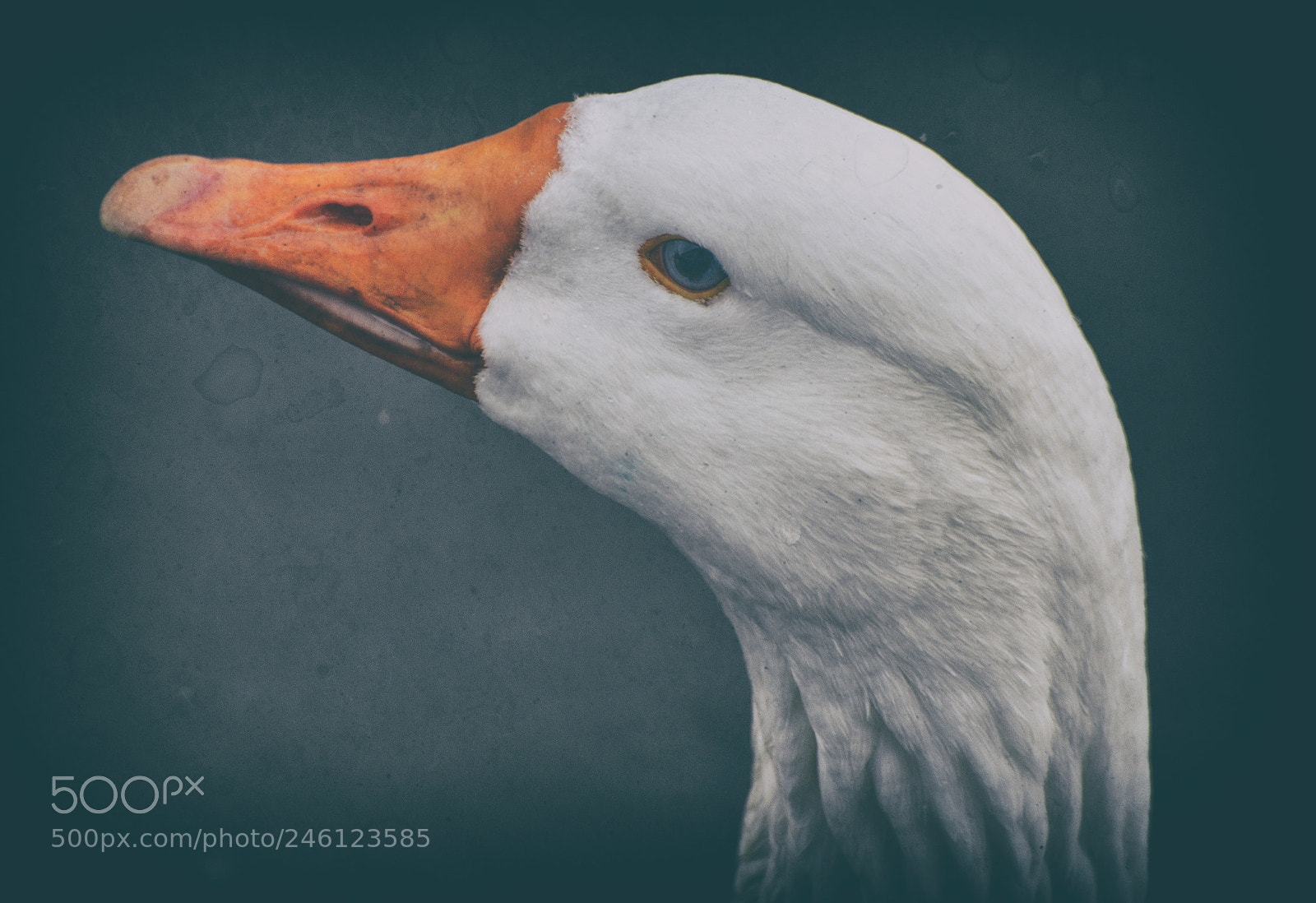 Nikon D800 sample photo. Portrait of a goose photography