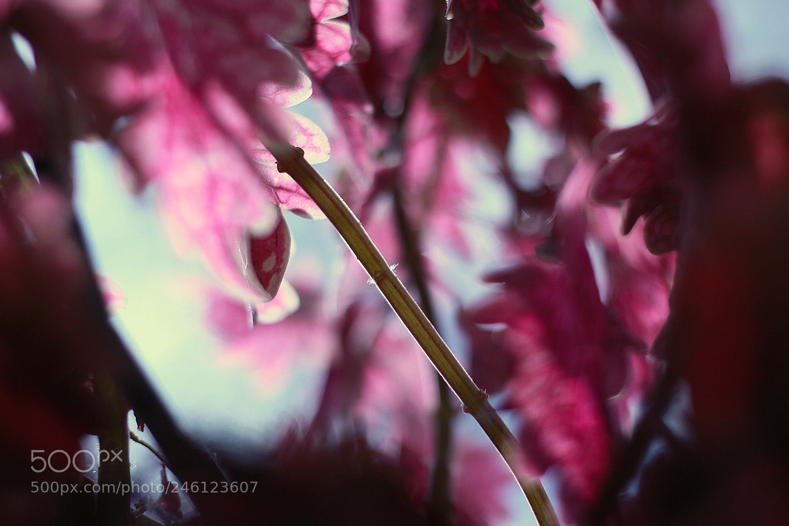 Canon EOS 60D sample photo. Untitled photography