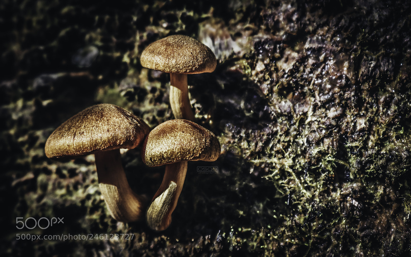 Canon EOS 750D (EOS Rebel T6i / EOS Kiss X8i) sample photo. Shroom trio photography