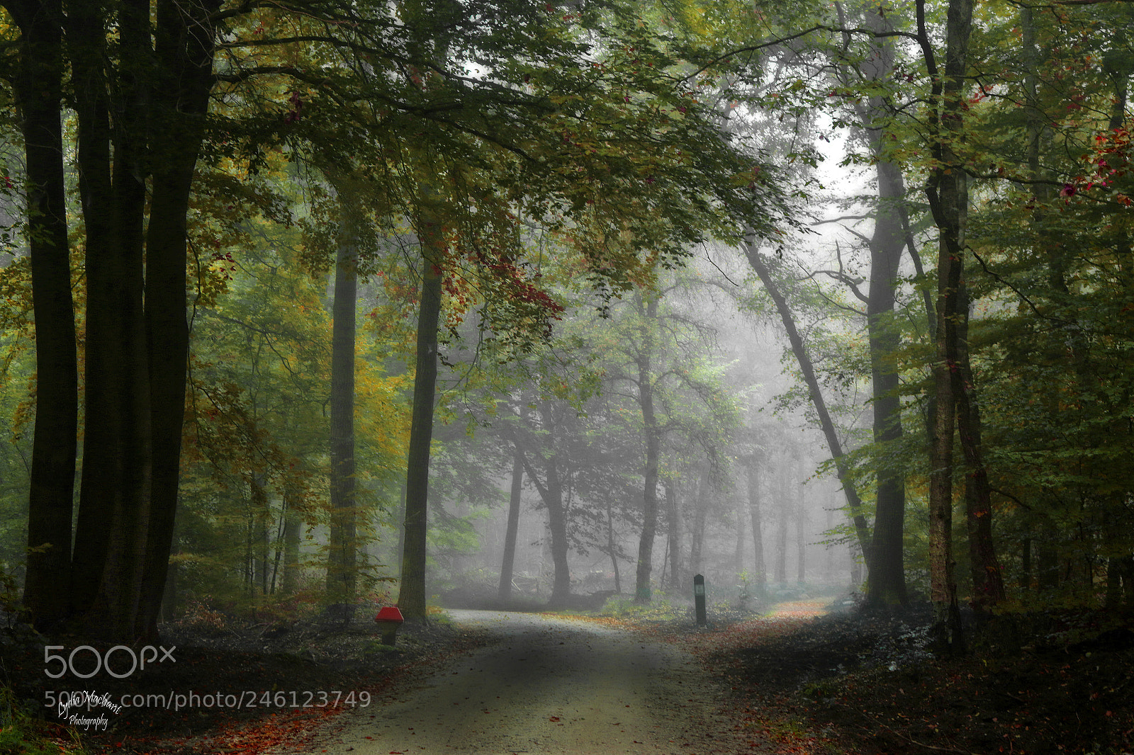 Canon EOS 7D Mark II sample photo. Little red riding hood photography