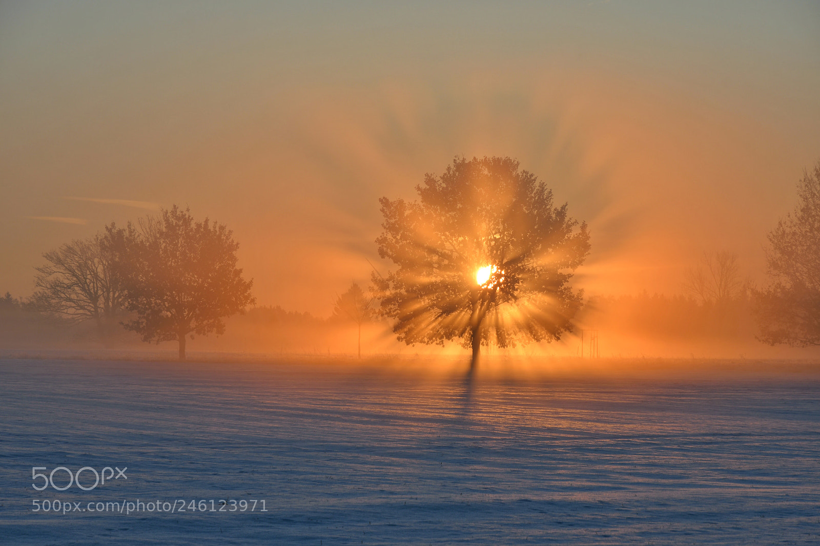 Nikon D500 sample photo. Winter light photography