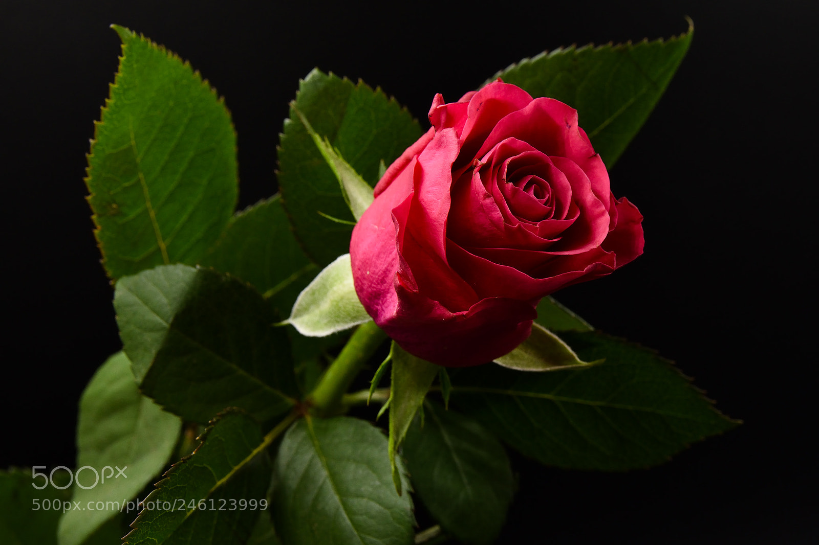 Nikon D7200 sample photo. Rose photography