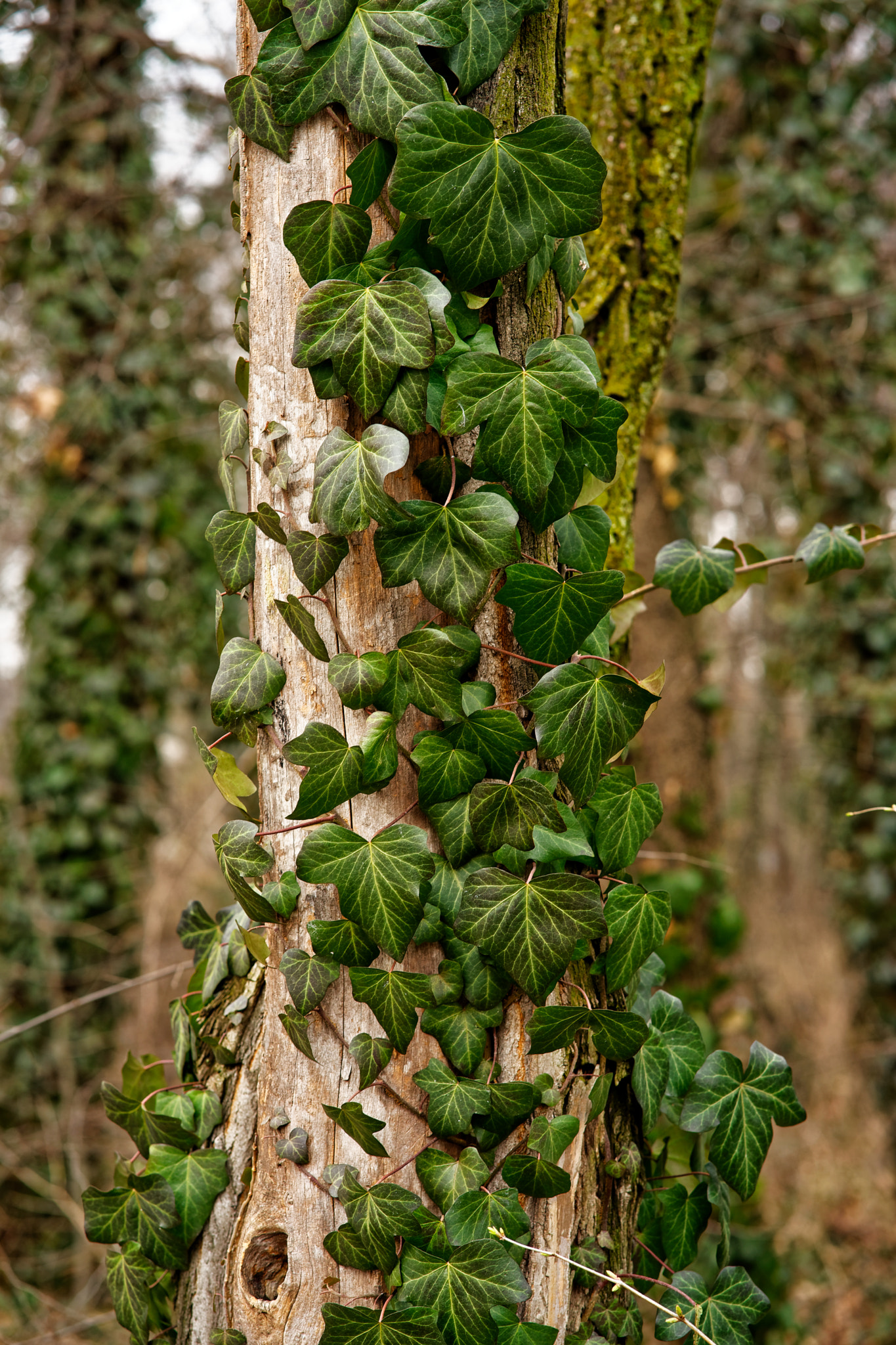 Sony a7 II + ZEISS Batis 85mm F1.8 sample photo. Evergreen leaves photography