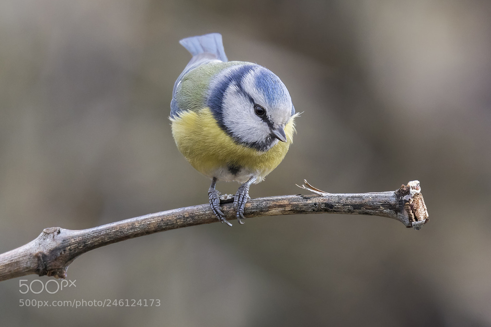 Canon EOS 7D Mark II sample photo. The eurasian blue tit photography
