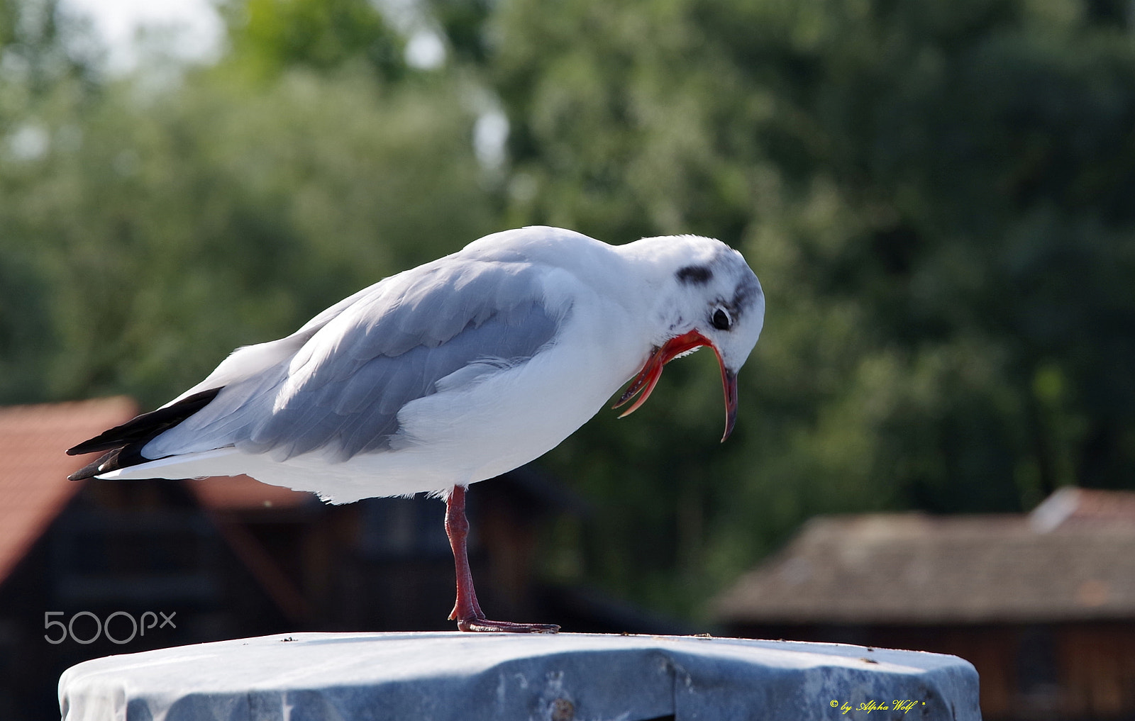 Pentax K-1 + HD PENTAX-D FA 28-105mm F3.5-5.6 ED DC WR sample photo. Seagull photography