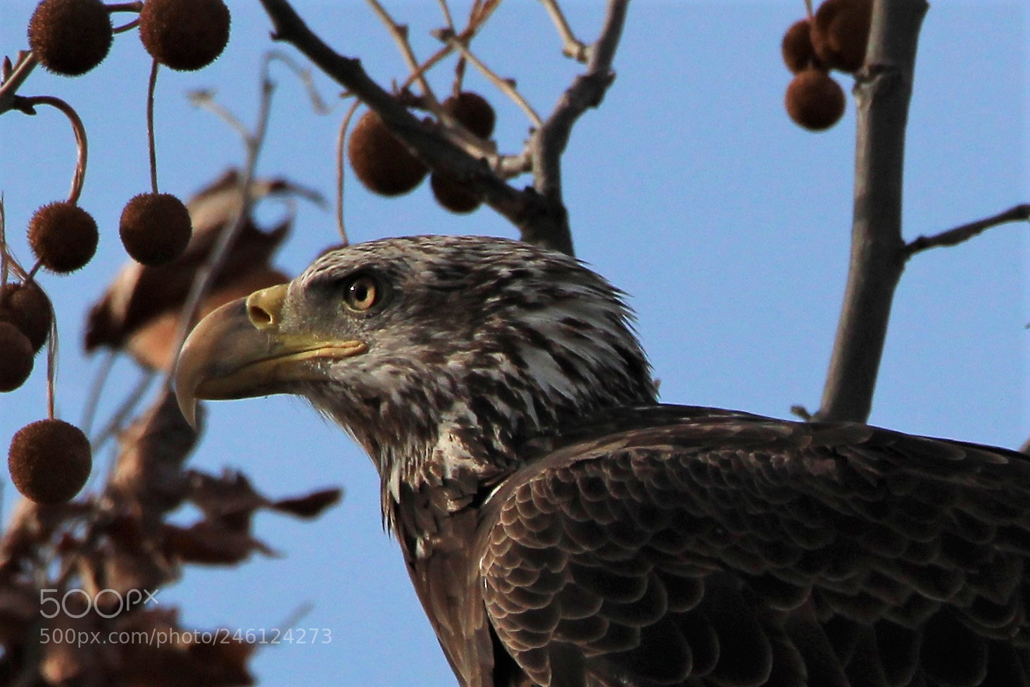 Canon EOS 1200D (EOS Rebel T5 / EOS Kiss X70 / EOS Hi) sample photo. Head feathers on the photography