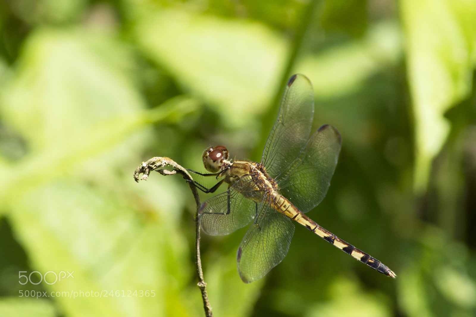Nikon D7200 sample photo. Jsr_2662_03.jpg photography