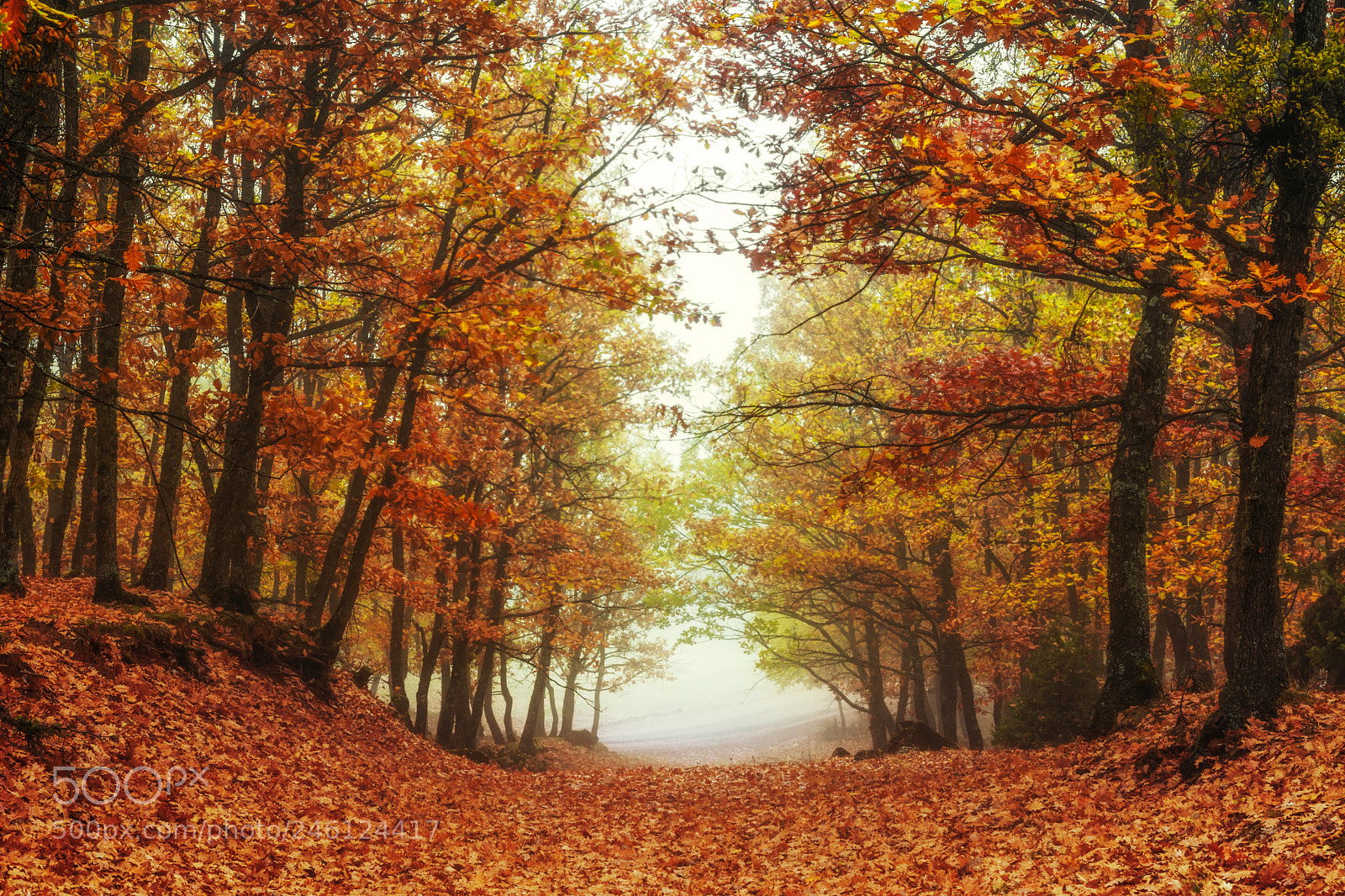 Nikon D7200 sample photo. Rainbow forest photography