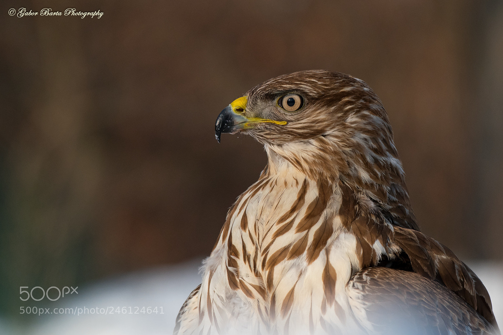 Nikon D500 sample photo. Prince snow photography