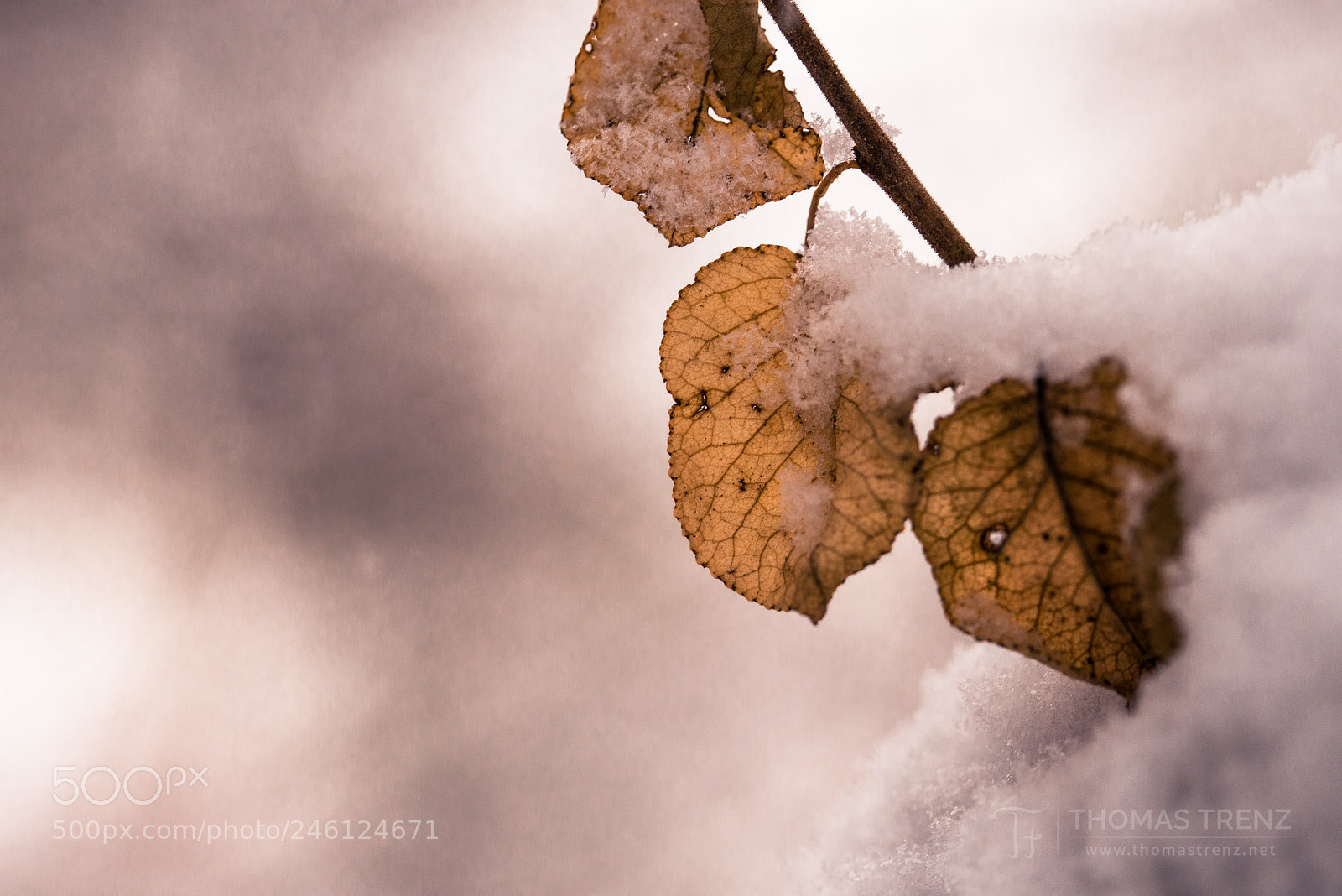 Nikon D600 sample photo. Snow leafs photography