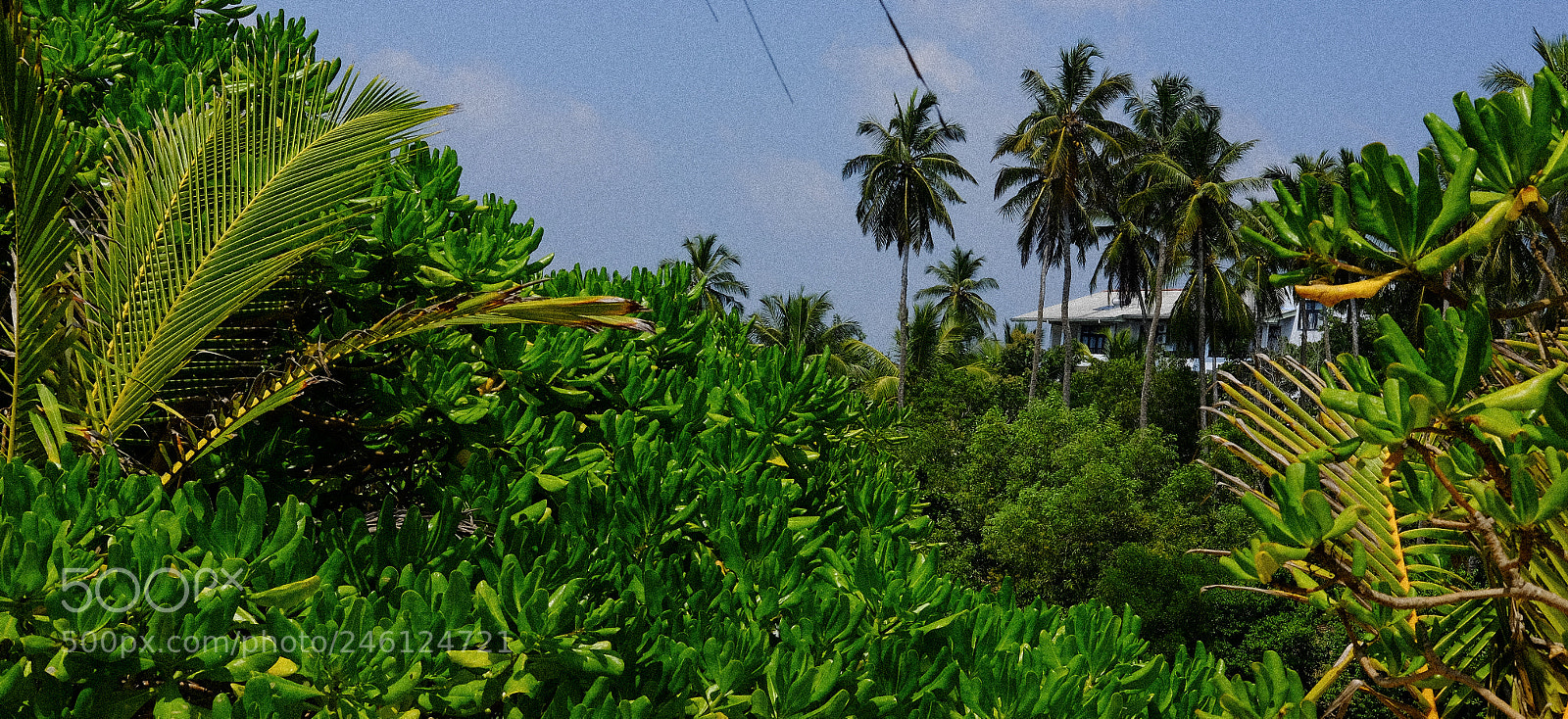 Fujifilm X-T1 sample photo. Jungle life photography