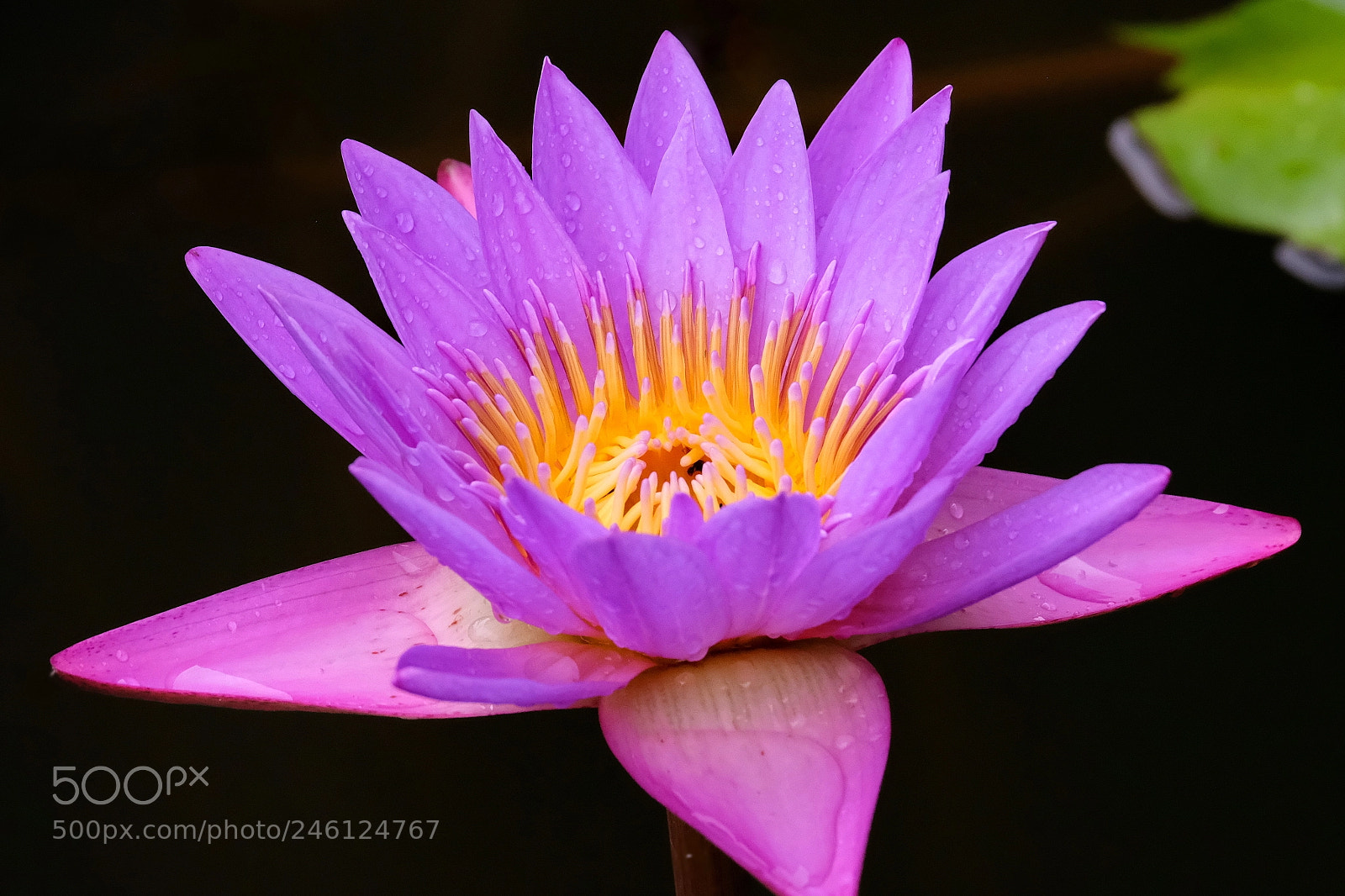 Fujifilm X-Pro2 sample photo. Rain drops on lotus photography