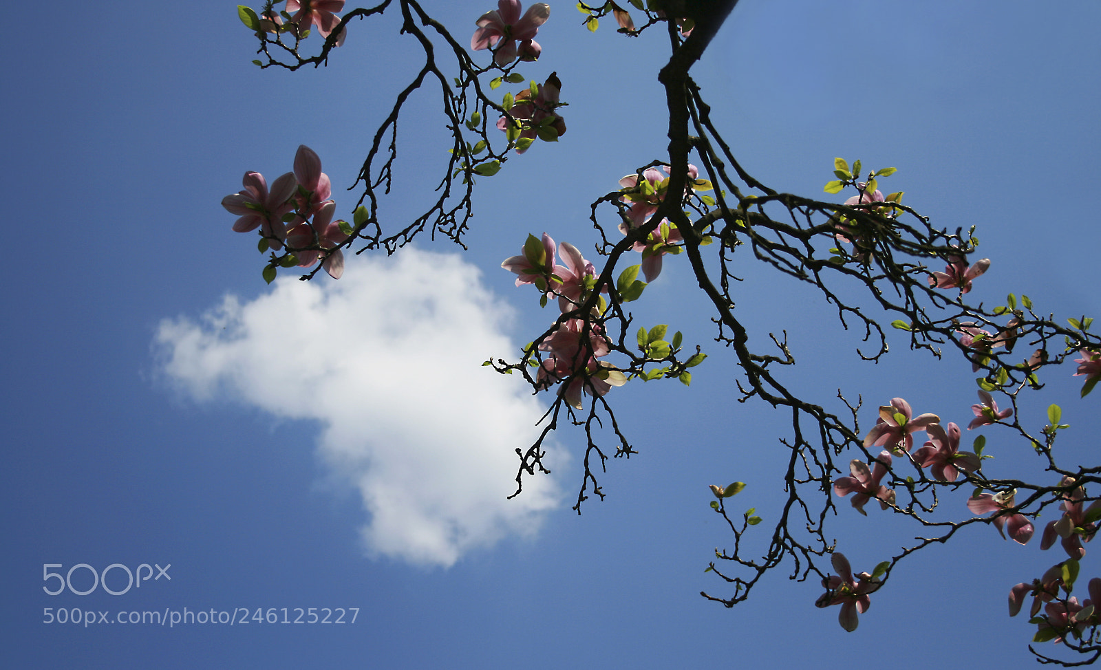 Canon EOS 400D (EOS Digital Rebel XTi / EOS Kiss Digital X) sample photo. Heavenly magnolia.Небесная магнолия. photography