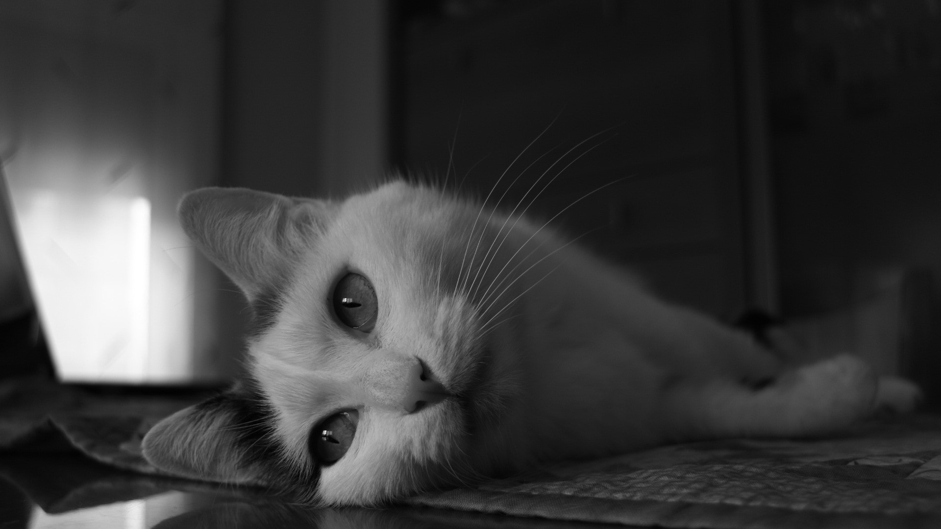 Canon EOS M3 sample photo. -mi gata, ahri-. photography