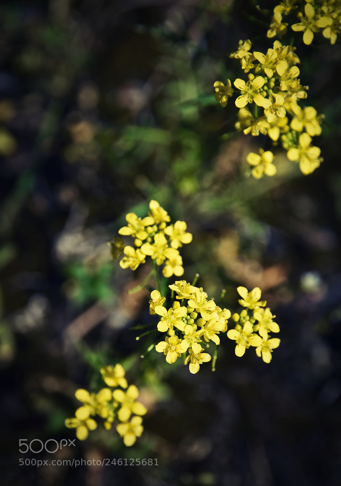 Nikon D5500 sample photo. Small yellow flowers on photography