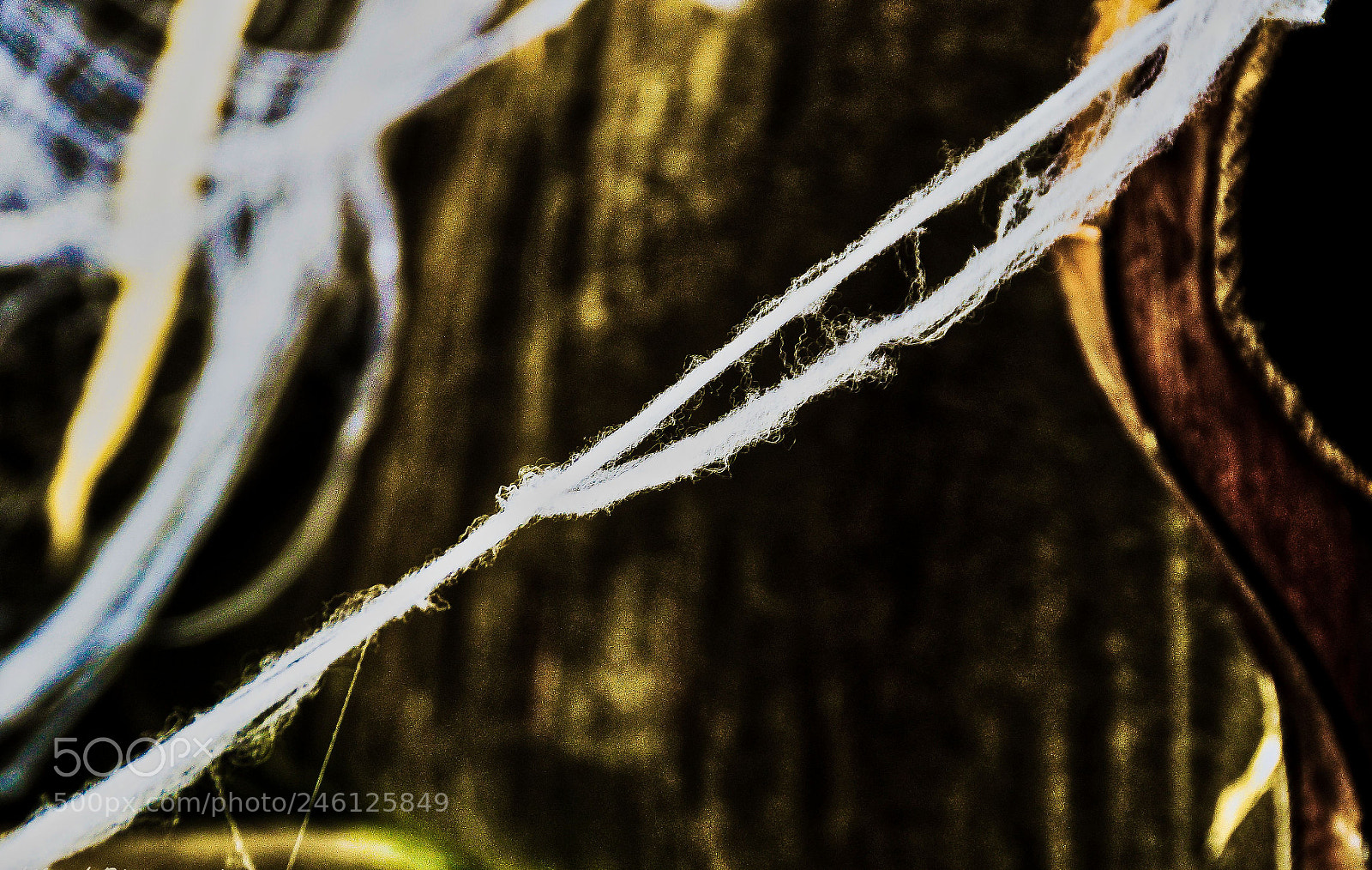 Sony SLT-A58 sample photo. The string..... photography