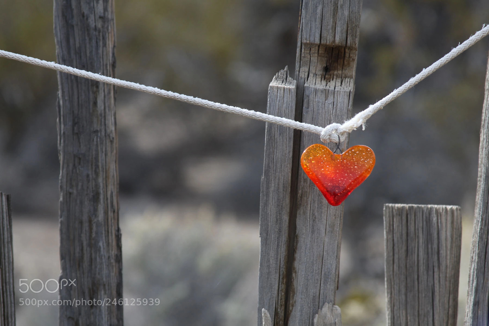 Canon EOS 50D sample photo. My funny little valentine photography