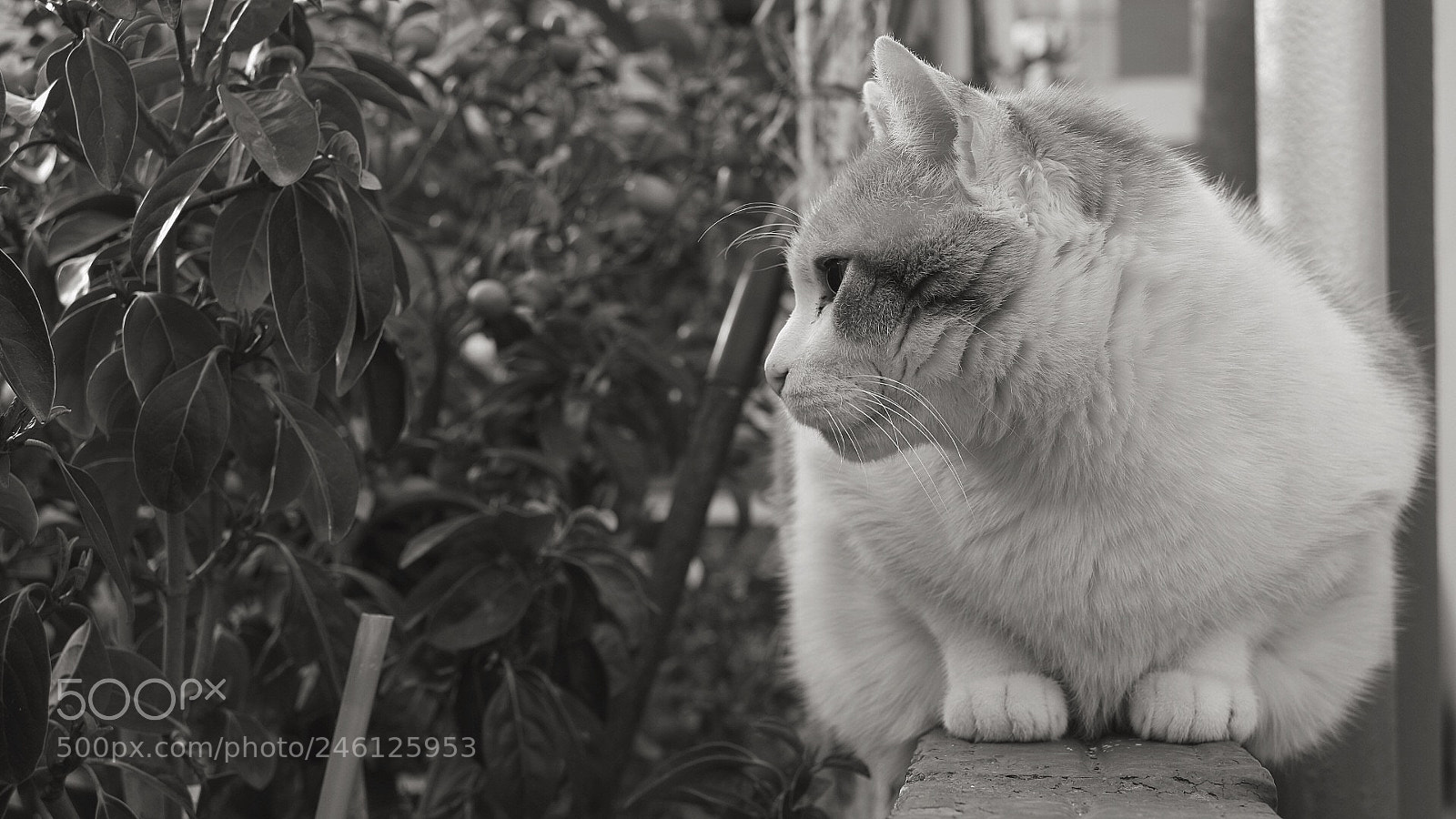 Canon EOS M3 sample photo. -mishi-. photography