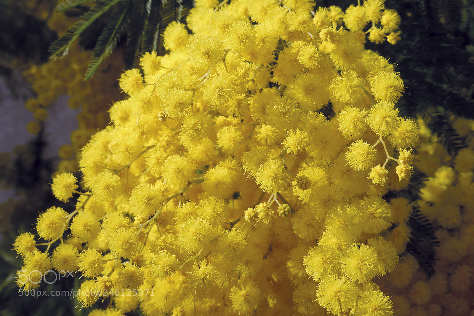 Panasonic Lumix DMC-ZS30 (Lumix DMC-TZ40) sample photo. Bouquet de mimosa photography