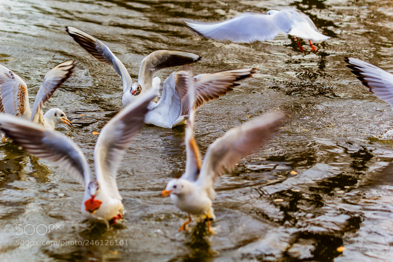 Canon EOS 60D sample photo. Vienne stadtpark photography