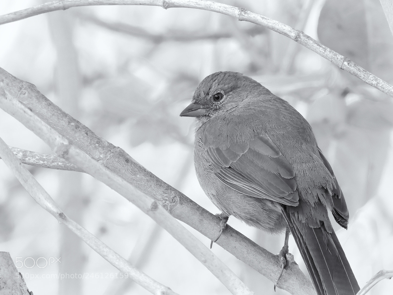 Nikon Coolpix P530 sample photo. California towhee photography