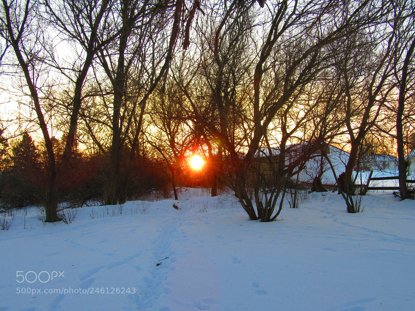 Canon PowerShot SX610 HS sample photo. Sunrise through trees photography