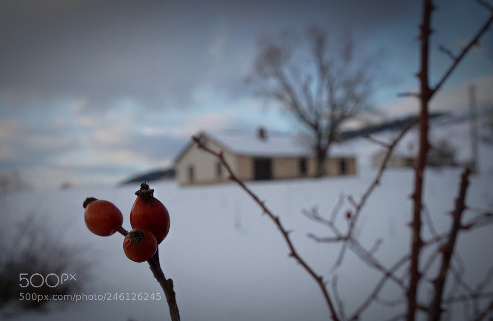 Sony a5100 sample photo. Untitled photography