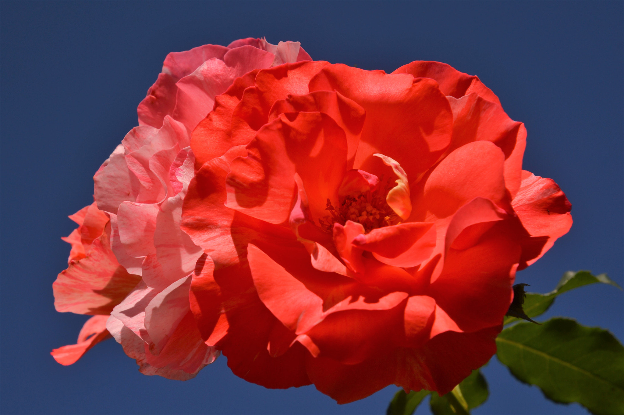 Nikon D3100 sample photo. Hellrote rosen photography