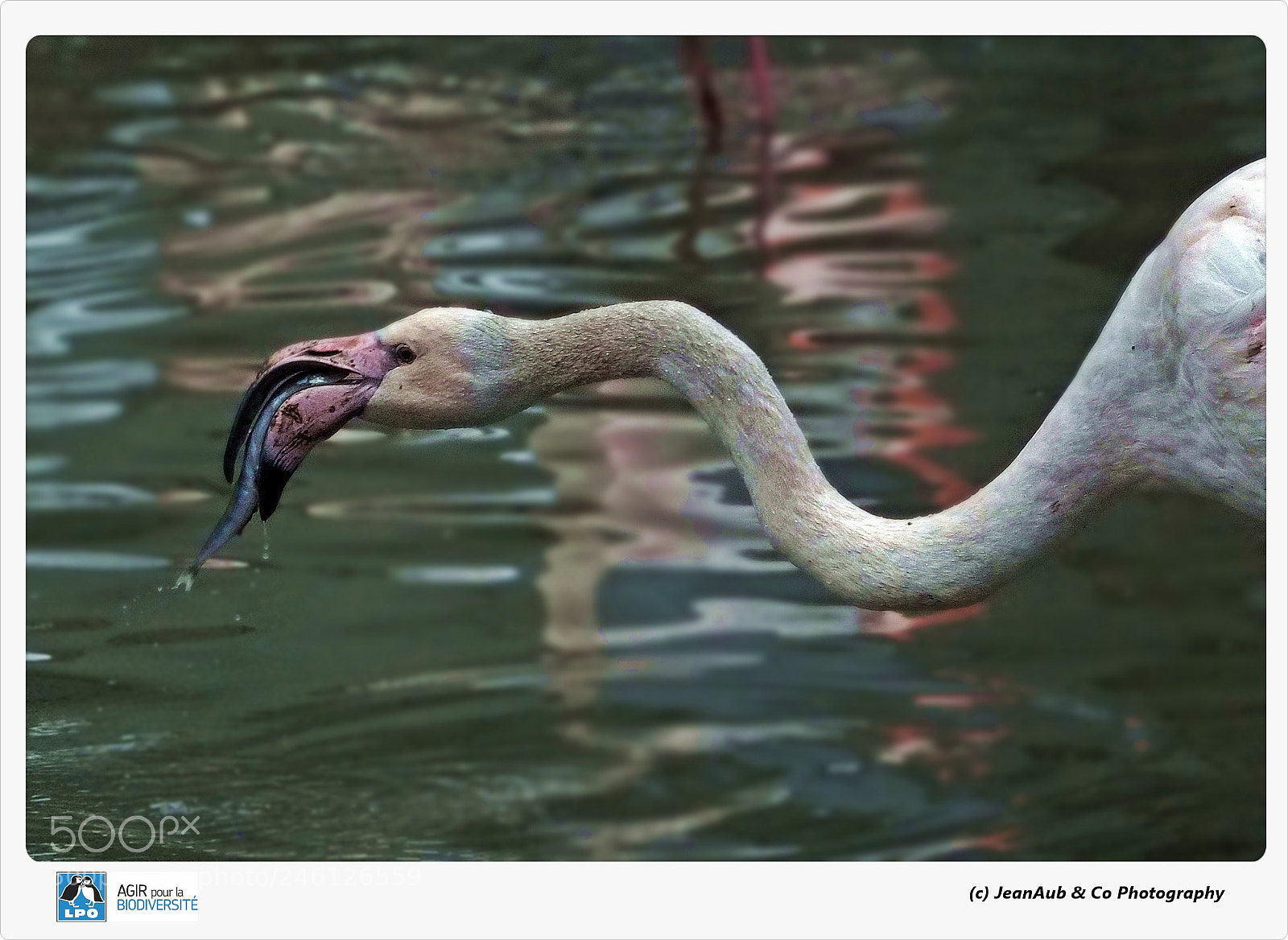 Olympus OM-D E-M5 II sample photo. Flamant rose photography
