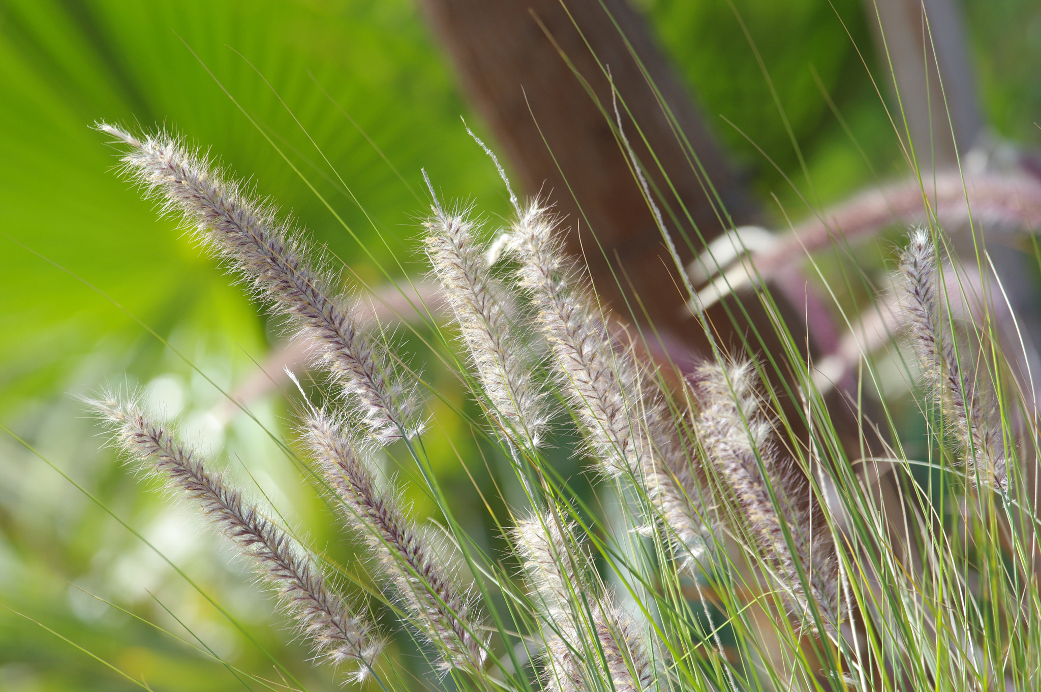 smc PENTAX-F* 300mm F4.5 ED[IF] sample photo