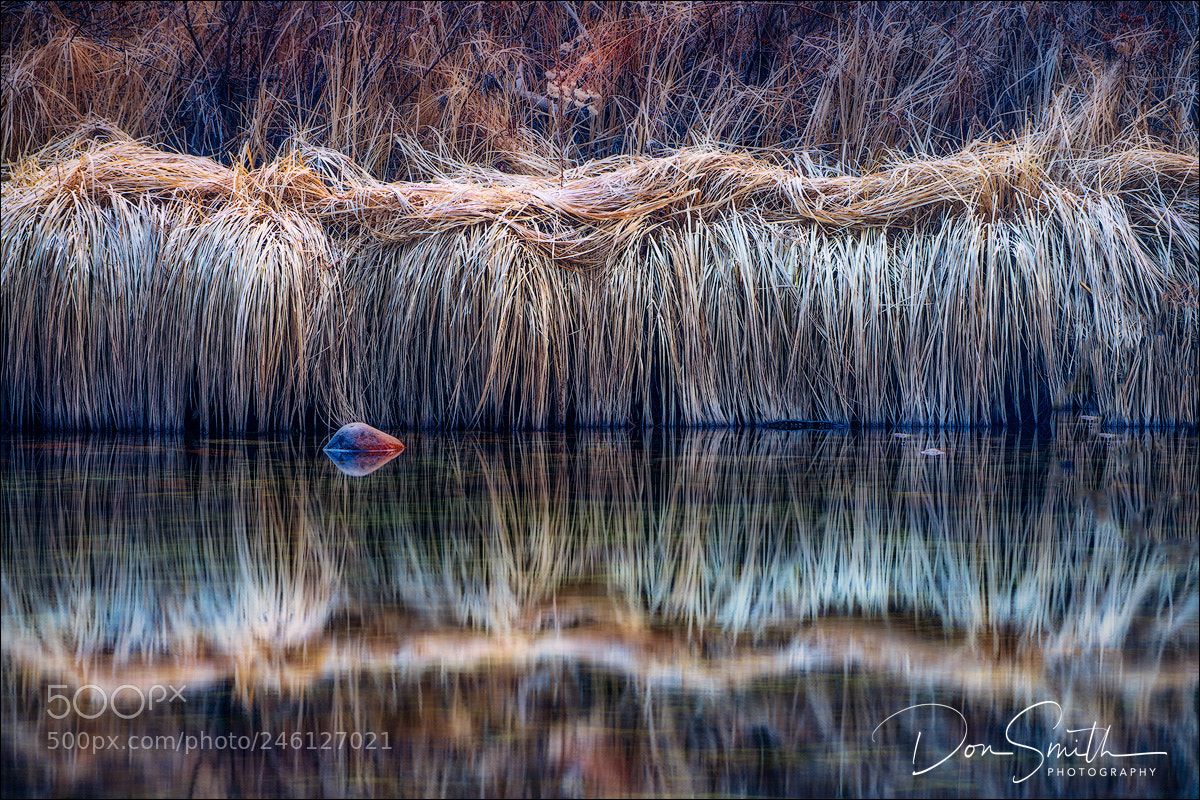 Sony a7R III sample photo. Winter grasses along merced photography