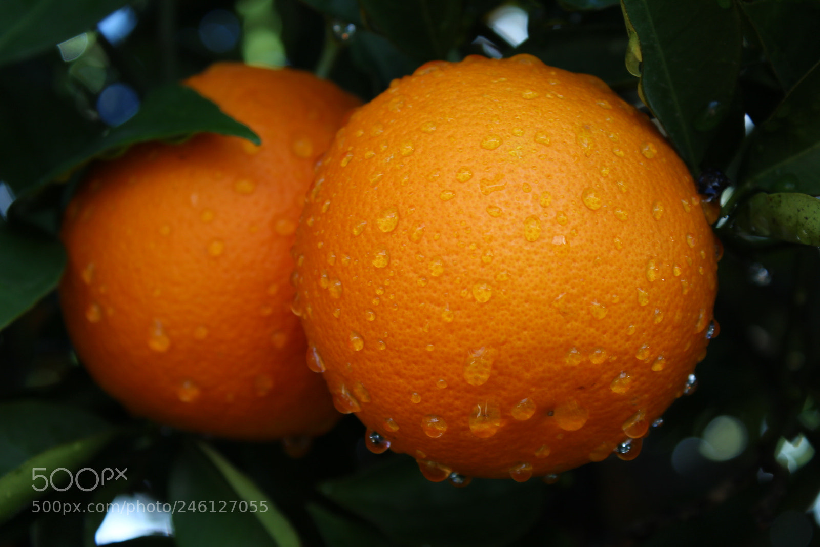 Canon EOS 1300D (EOS Rebel T6 / EOS Kiss X80) sample photo. After the rain...? photography