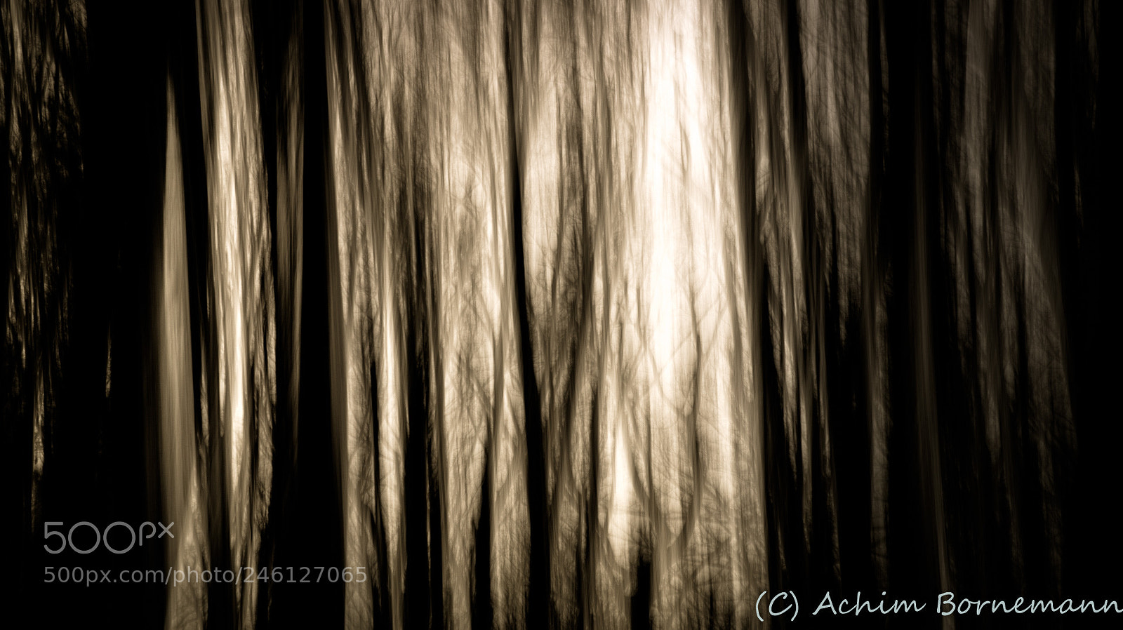 Sony SLT-A58 sample photo. A forest photography