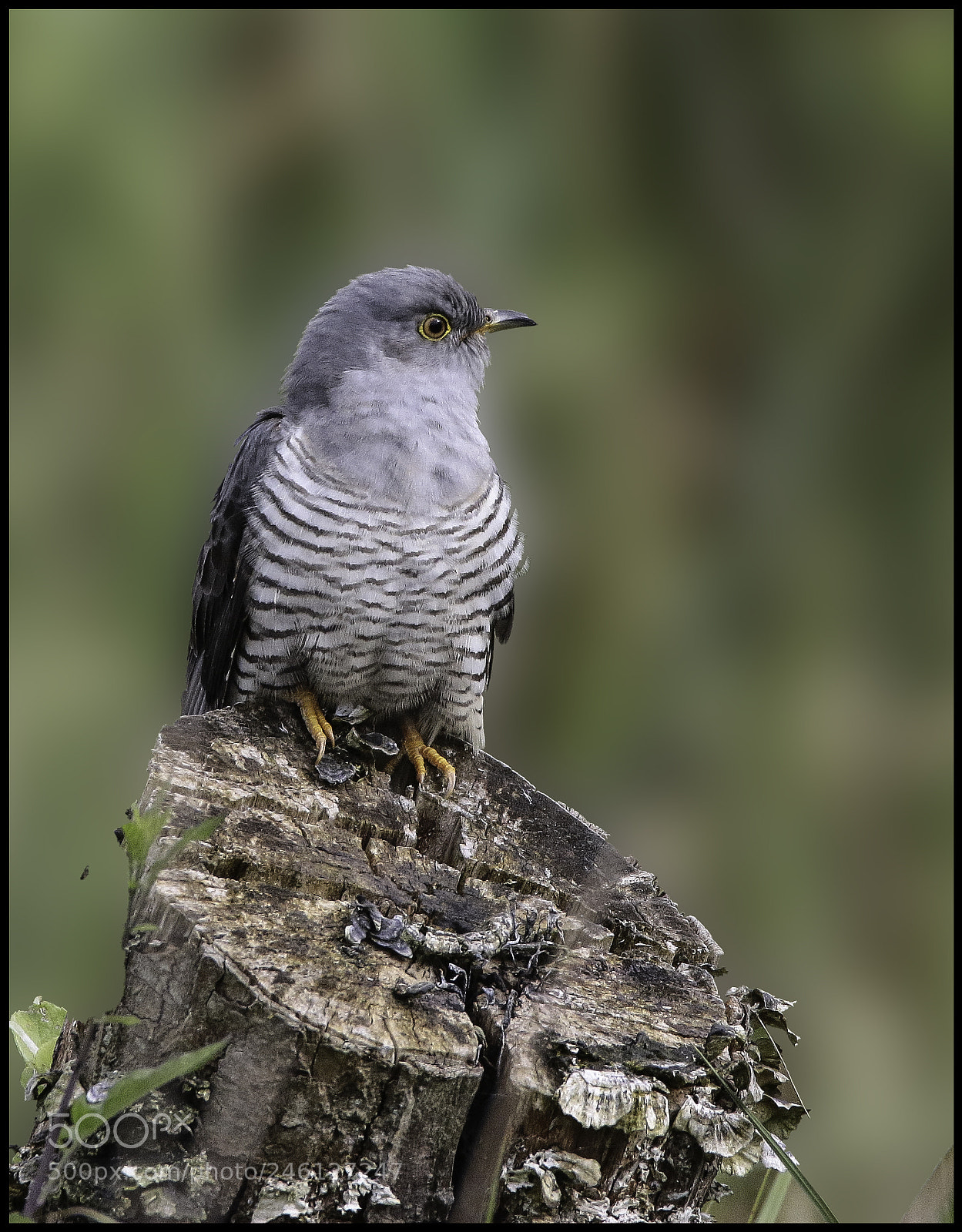 Canon EOS 7D Mark II sample photo. Cuckoo photography