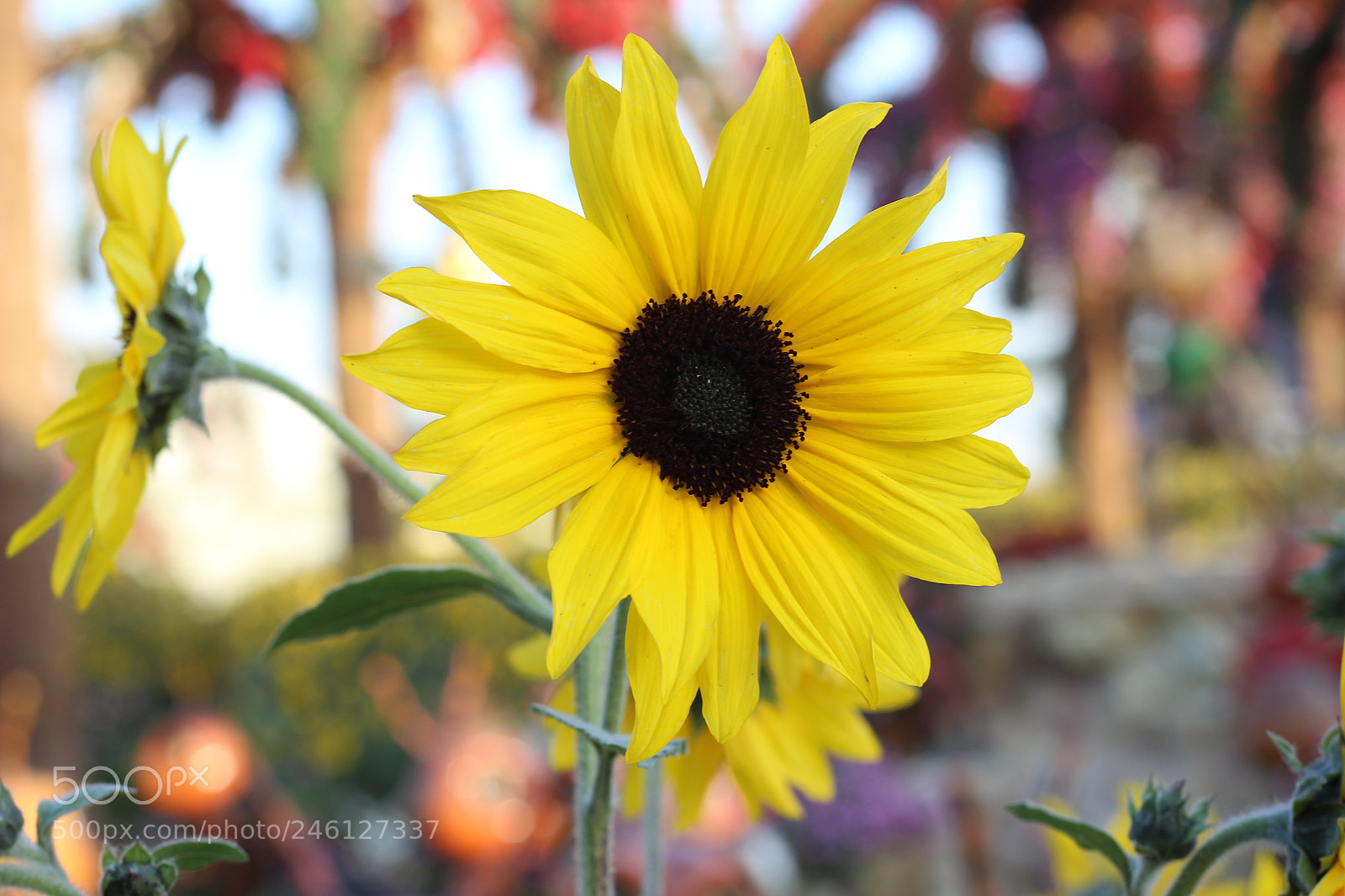 Canon EOS 600D (Rebel EOS T3i / EOS Kiss X5) + Canon EF 50mm F1.8 STM sample photo. Sunflower photography